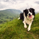 Not Katie, but we’d quit our job for this dog, too.